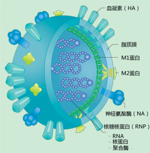 流感病毒来势汹汹,是不是感染了甲流?如何检测,一文读懂! (图2) 流感病毒来势汹汹,是不是感染了甲流?如何检测,一文读懂! (图2)